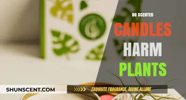 Scented Candles and Plants: Uncovering Potential Harmful Effects