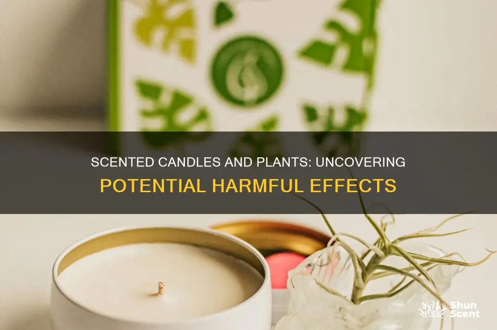 do scented candles harm plants