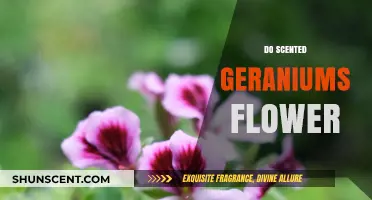 Do Scented Geraniums Flower? Unveiling Their Blooming Secrets and Care Tips