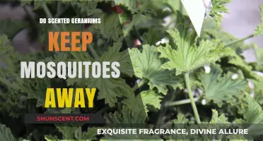 Scented Geraniums: Effective Mosquito Repellent or Just a Myth?
