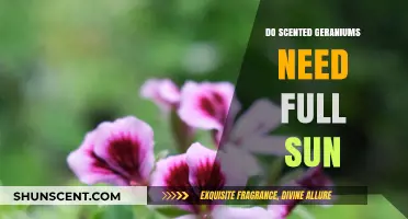 Scented Geraniums: Sunlight Needs for Optimal Growth and Fragrance