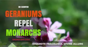 Scented Geraniums and Monarchs: Do Fragrances Deter Butterfly Visits?