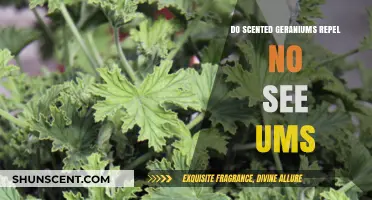 Scented Geraniums: Effective No-See-Um Repellent or Garden Myth?