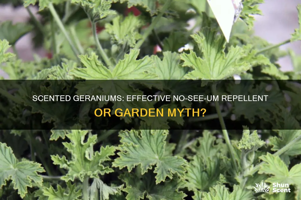 do scented geraniums repel no see ums