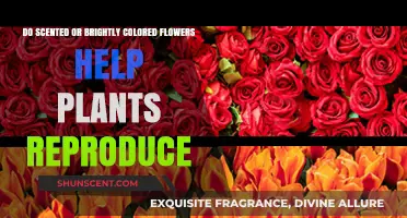 Scented vs. Brightly Colored Flowers: Which Boosts Plant Reproduction?