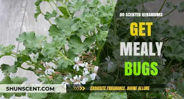 Scented Geraniums and Mealybugs: Prevention and Treatment Tips