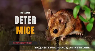 Can Certain Scents Effectively Deter Mice from Your Home?