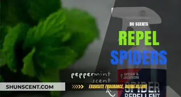 Do Scents Repel Spiders? Exploring Natural Spider Repellent Aromas