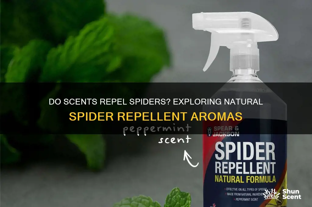 do scents repel spiders