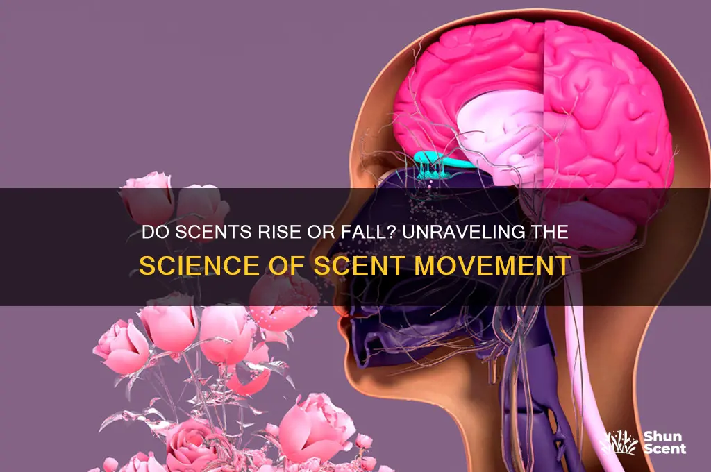 do scents rise or fall