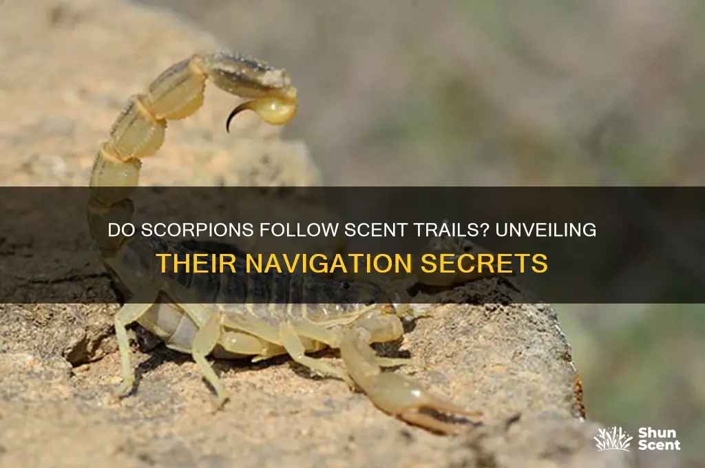 do scorpions follow a scent trail like
