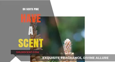 The Aromatic Appeal: Do Scots Pine Trees Emit a Distinct Scent?