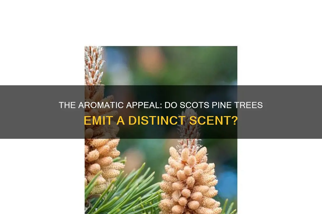do scots pine have a scent