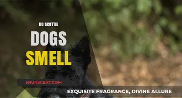 Unveiling the Truth: Do Scottie Dogs Really Have a Strong Scent?