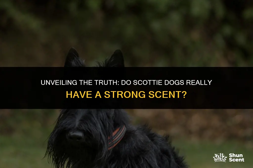do scottie dogs smell