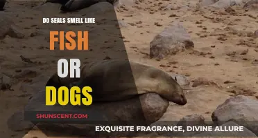 Unraveling the Mystery: Do Seals Smell Like Fish or Dogs?