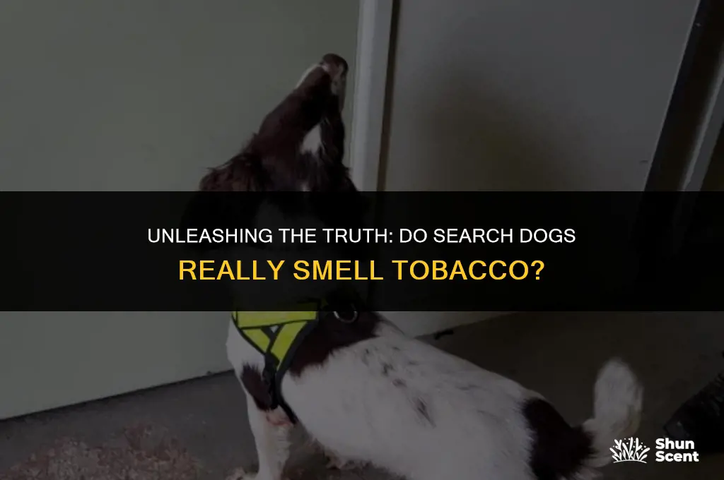 do search dogs smell tobacco