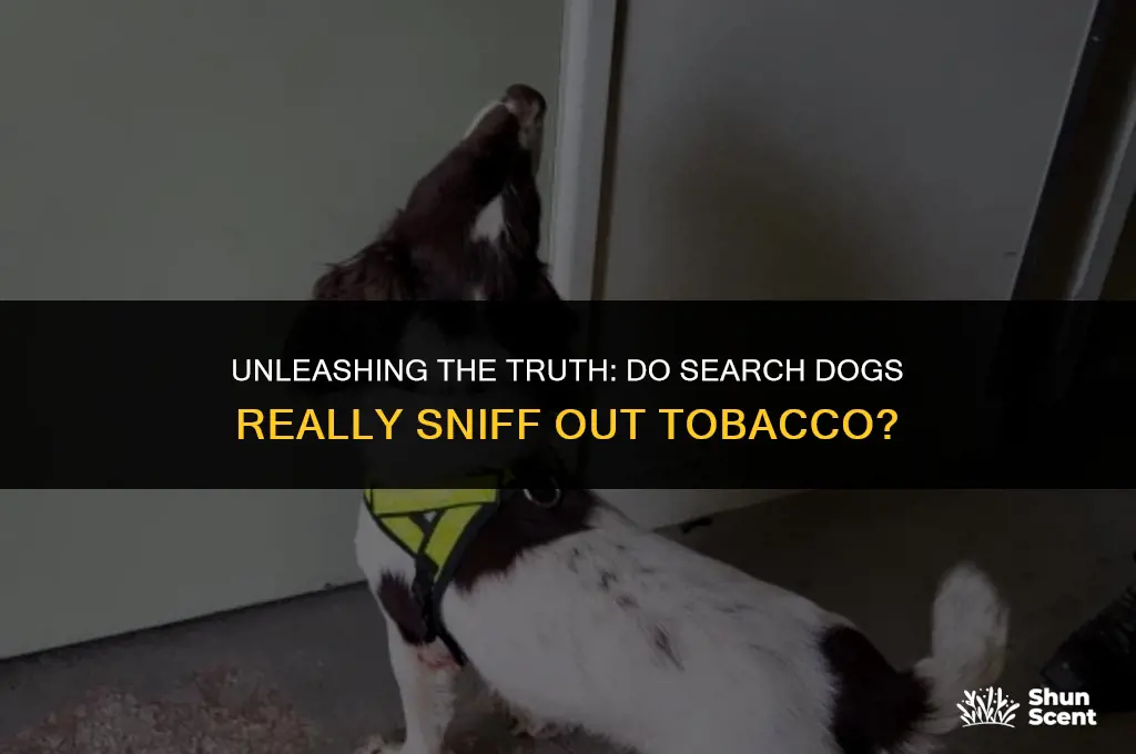 do search dogs smell tobaco