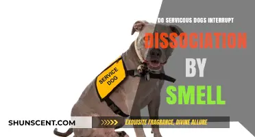 Can Service Dogs Break Dissociation Through Scent?