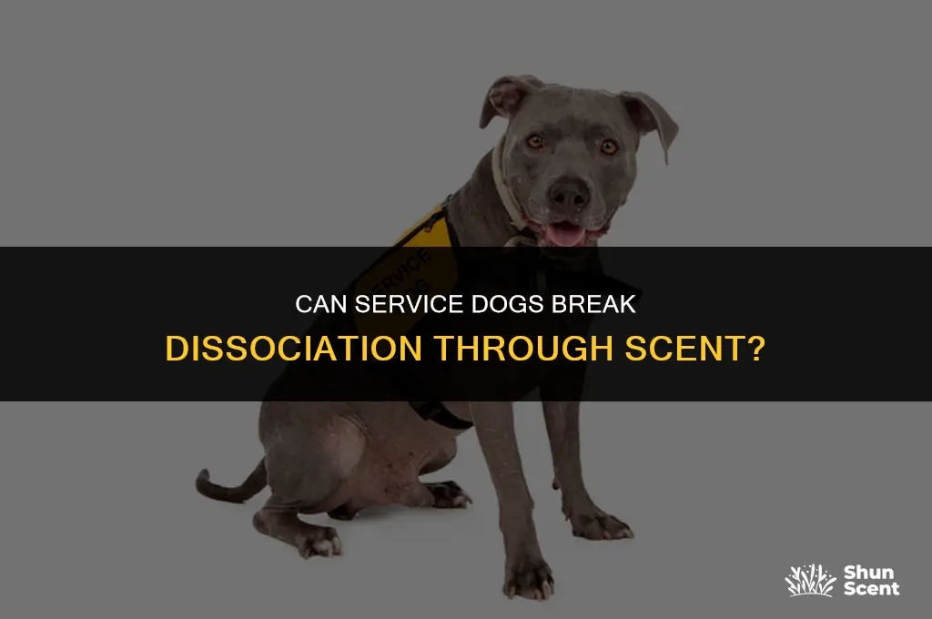 do servicous dogs interrupt dissociation by smell