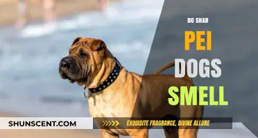 Unveiling the Truth: Do Shar Pei Dogs Really Have a Strong Smell?