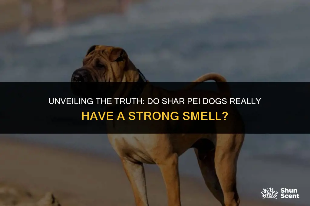 do shar pei dogs smell