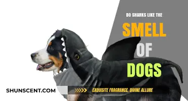 Do Sharks Have a Preference for the Scent of Dogs?