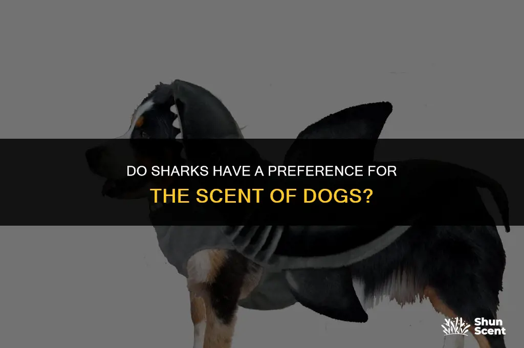 do sharks like the smell of dogs