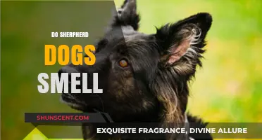 Do Shepherd Dogs Have a Distinct Smell? Exploring Canine Scents