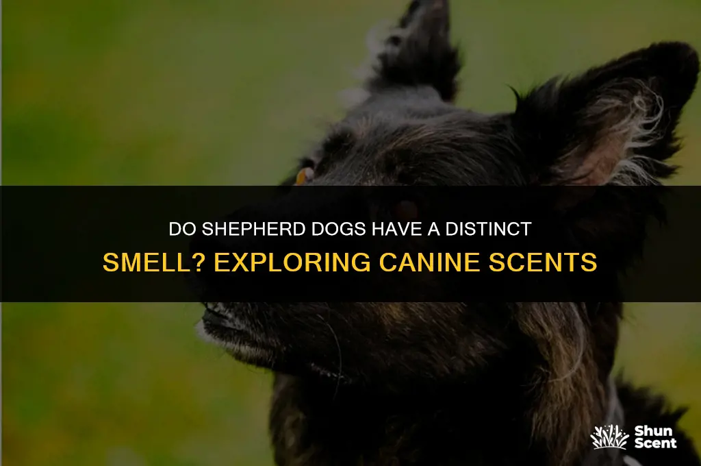 do sherpherd dogs smell