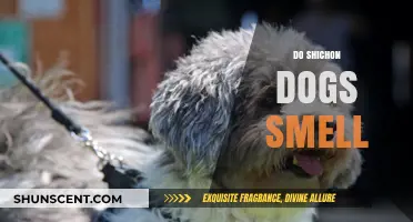 Do Shichon Dogs Smell? Understanding Their Scent Profile