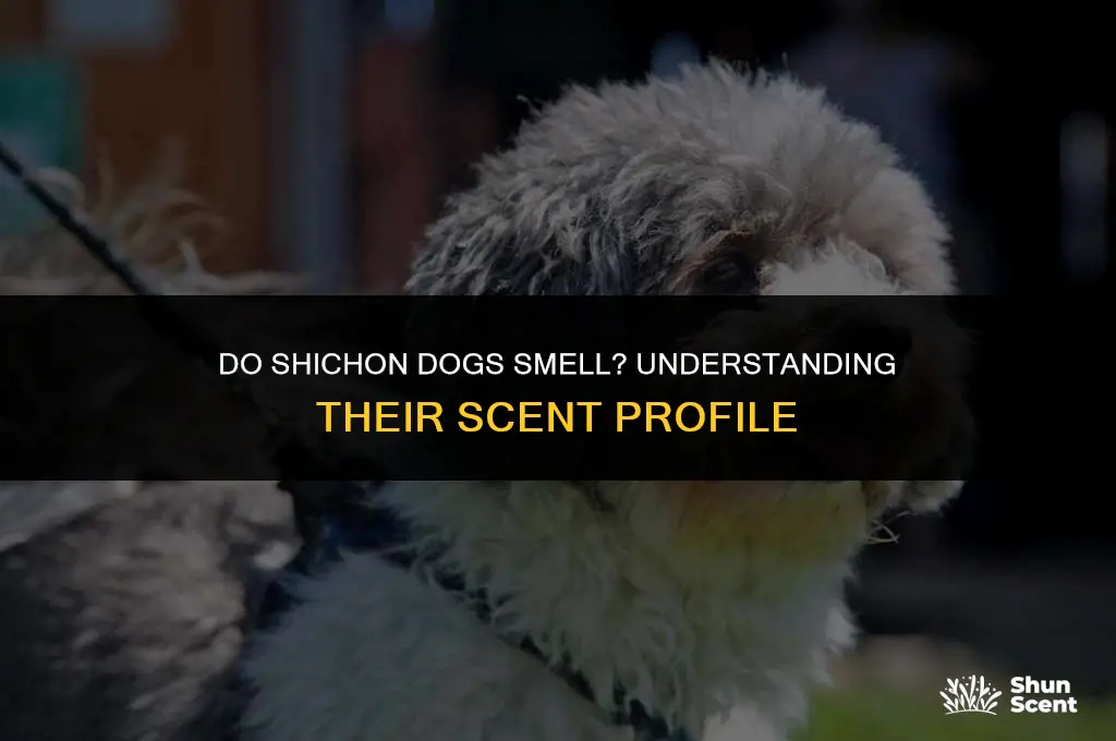 do shichon dogs smell