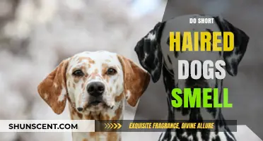 Do Short-Haired Dogs Smell Less? The Truth Behind Canine Odor