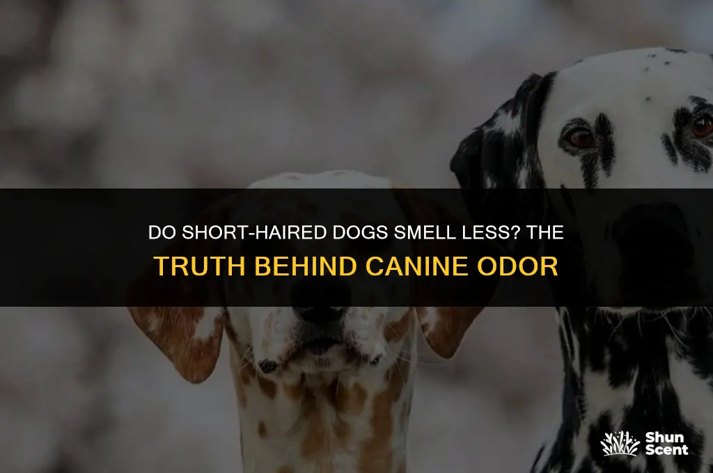 do short haired dogs smell