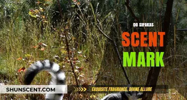 Do Sifakas Scent Mark? Uncovering the Truth About Their Communication