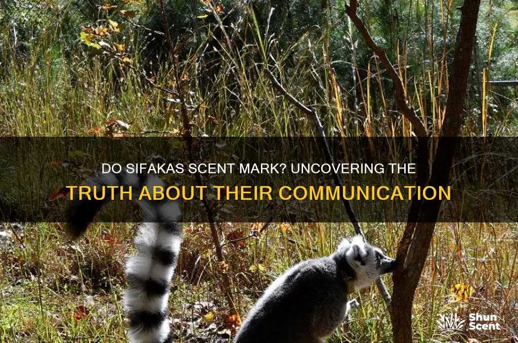 do sifakas scent mark