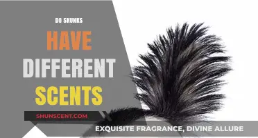 Exploring the Varied Scents of Skunks: Beyond the Typical Odor