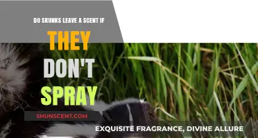 Do Skunks Leave a Scent Without Spraying? Uncovering the Truth