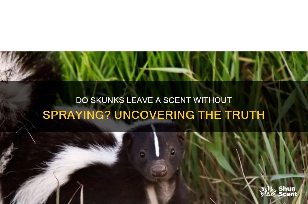 do skunks leave a scent if they don