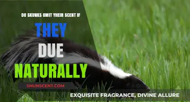 Do Skunks Release Their Scent When They Die Naturally?