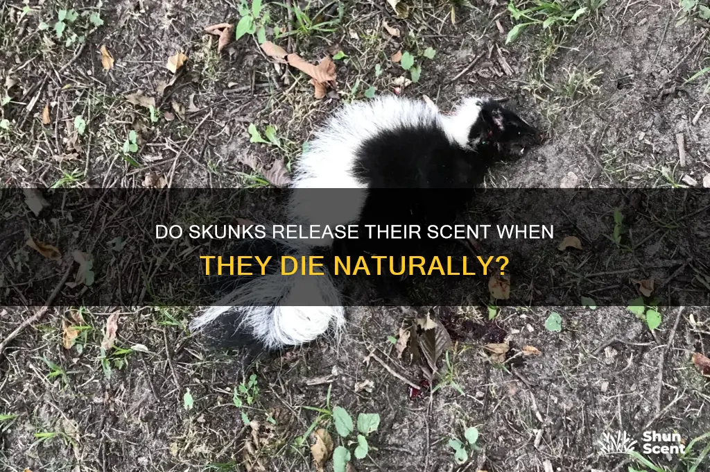 do skunks omit yheir scent if they due naturally