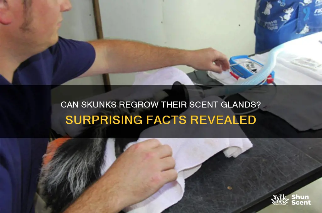 do skunks scent glands grow back