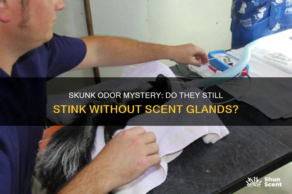 do skunks still stink even after removal of scent glands