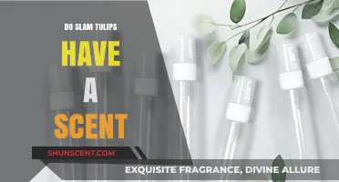 Do Slam Tulips Have a Scent? Unveiling the Truth
