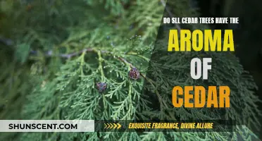 Cedar Trees: Aromatic or Not?