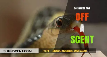 Unveiling the Truth: Do Snakes Emit a Detectable Scent?