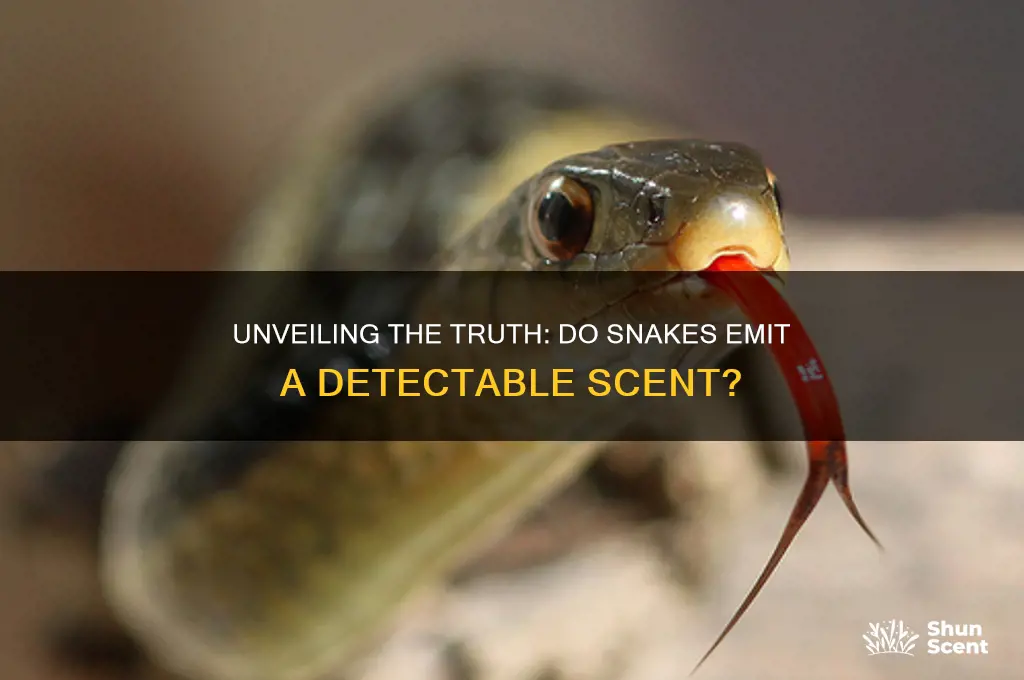 do snakes give off a scent