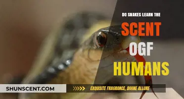 Can Snakes Recognize and Remember Human Scents? Exploring Reptilian Olfaction
