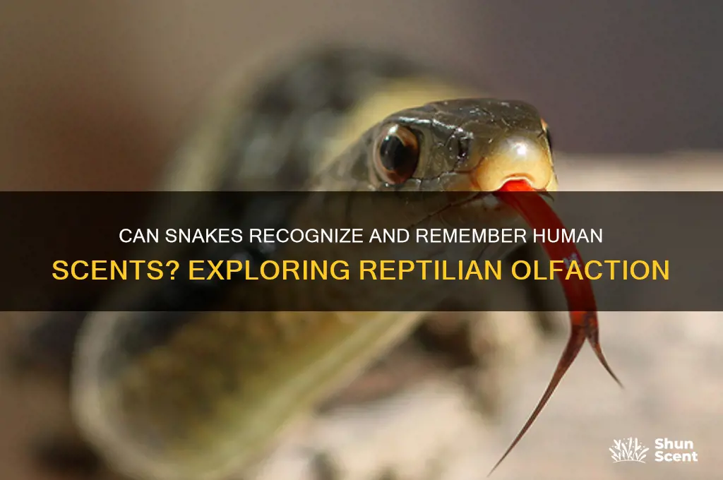 do snakes learn the scent ogf humans