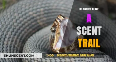 Do Snakes Leave a Scent Trail? Uncovering Reptilian Tracking Secrets